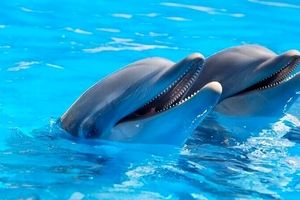 دلفین ها در آب به بچه‌های خود شیر می‌دهند