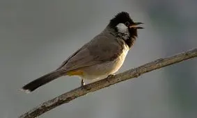 کلاغ سبز پرید، خرمای بافق رسید