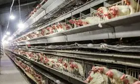 قیمت مرغ در ایام‌ تاسوعا و عاشورا نوسانی ندارد/ نرخ هر کیلو مرغ، ۱۹ هزار تومان