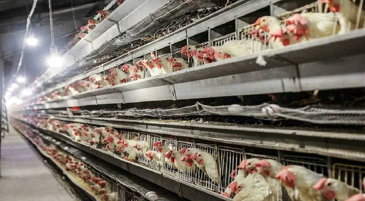 قیمت مرغ در ایام‌ تاسوعا و عاشورا نوسانی ندارد/ نرخ هر کیلو مرغ، ۱۹ هزار تومان