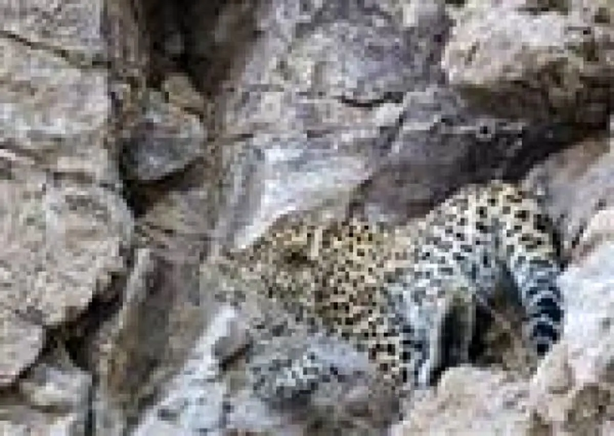 «هیرکان» زنده است