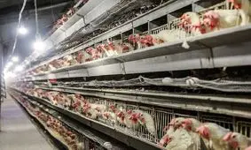 ثبات قیمت مرغ در ایام تاسوعا و عاشورا / نرخ هر کیلو مرغ ۱۹ هزار تومان است