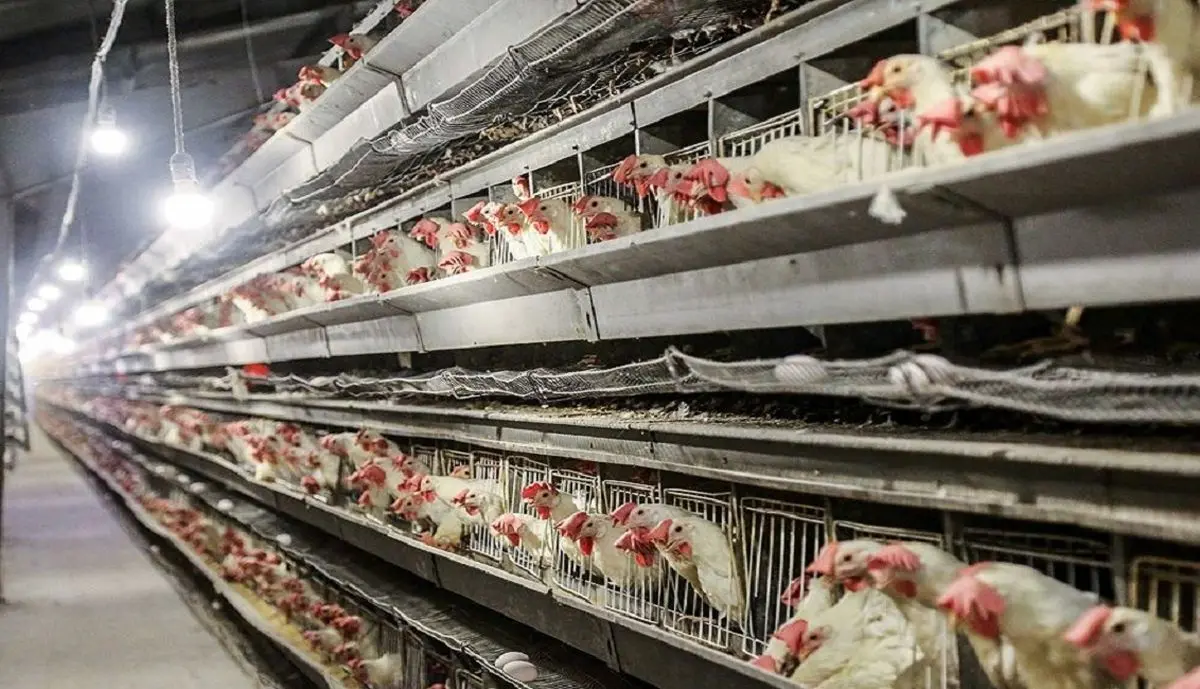 ثبات قیمت مرغ در ایام تاسوعا و عاشورا / نرخ هر کیلو مرغ ۱۹ هزار تومان است