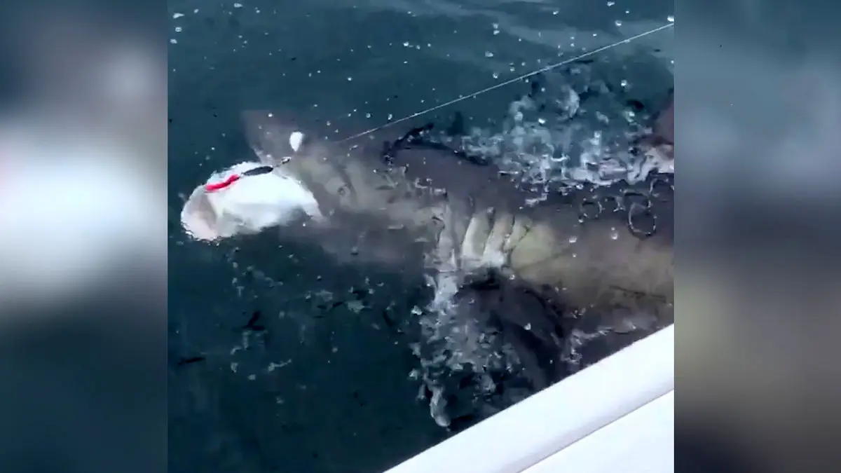 درگیری ماهی‌گیر با کوسه بزرگ بر سر یک ماهی به قلاب افتاده / ویدئو