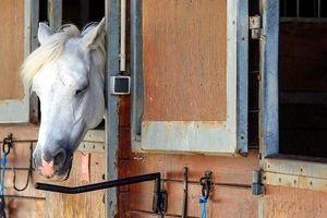 مثله کردن رازآلود اسب‌ها در فرانسه