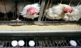 تخم‌مرغ در نیمه دوم سال گران می‌شود؟