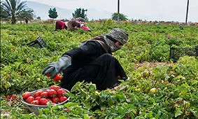 گوجه‌کاران فارس امسال هم ضرر کردند/ افزایش قیمت کود شیمیایی با دستور دولت و پیگیری‌های آقای واعظی انجام شد