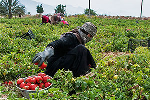 گوجه‌کاران فارس امسال هم ضرر کردند/ افزایش قیمت کود شیمیایی با دستور دولت و پیگیری‌های آقای واعظی انجام شد
