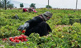 گوجه‌کاران فارس امسال هم ضرر کردند/ افزایش قیمت کود شیمیایی با دستور دولت و پیگیری‌های آقای واعظی انجام شد