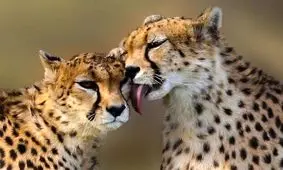 یوزهای ایرانی در خطر انقراض تصادفی