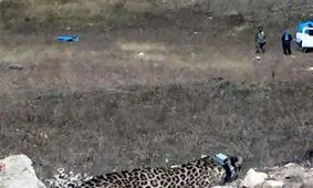 ردیاب هیرکان به دستور یک مسئول جابجا می‌شود/تراژدی مرگ پلنگ رها شده