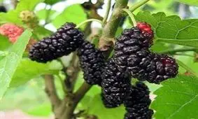 ماجرای جالب ترس آلمانی‌ها از خوردن شاه‌توت!