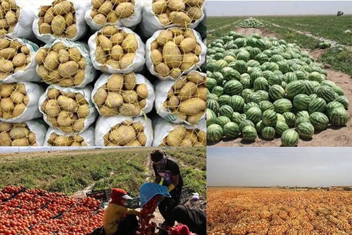 رشد ۱۶ درصدی صادرات محصولات کشاورزی