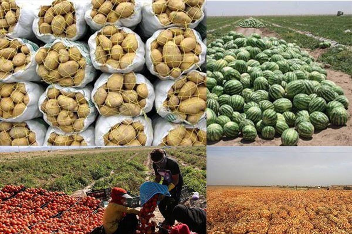 رشد ۱۶ درصدی صادرات محصولات کشاورزی