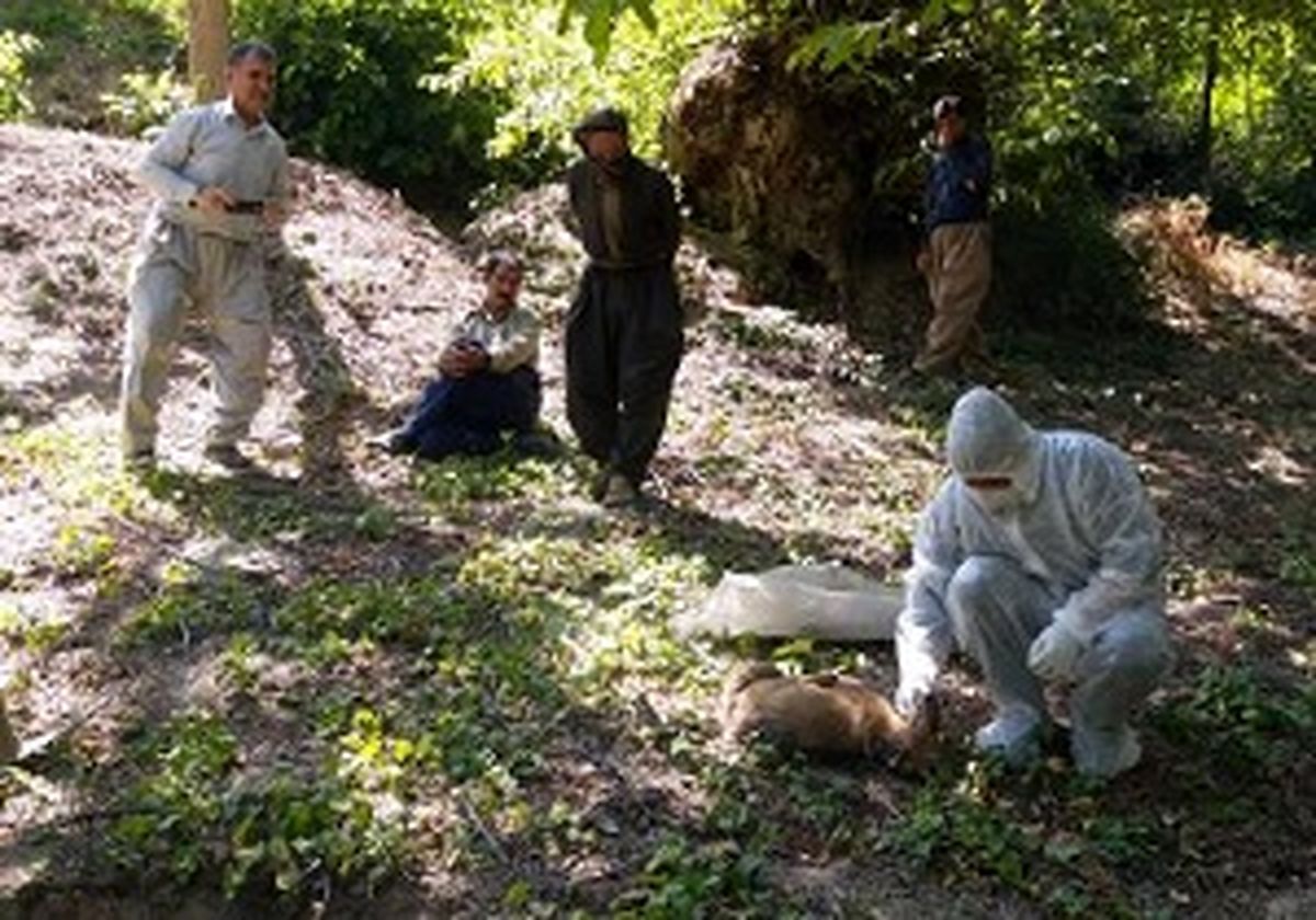 حمله گرگ به اهالی روستای گلیه/ نمونه برداری از لاشه مشکوک به هاری