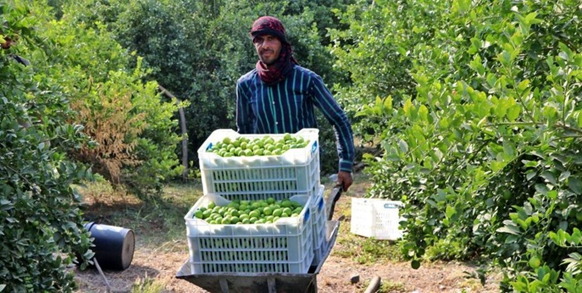 برداشت ۱۰۰ هزار تن لیموترش از باغات هرمزگان