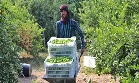 برداشت ۱۰۰ هزار تن لیموترش از باغات هرمزگان