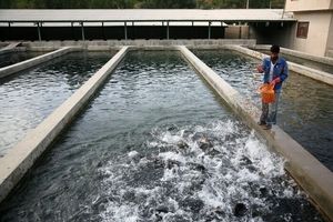 قزوین ظرفیت افزایش 3 برابری تولید ماهی را دارد