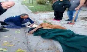 این سگ با وفاداریش سوژه رسانه‌ها شد+ تصاویر