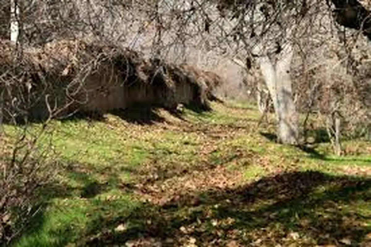 برای کسب درآمد در شهرداری، باغات شهر را ویران نکردیم/ سنگ‌بنای کمیسیون فرهنگی شورا از همان ابتدا، اشتباه گذاشته شد/پایان پروژه خیابان غذا شیراز تا پایان شهریورماه