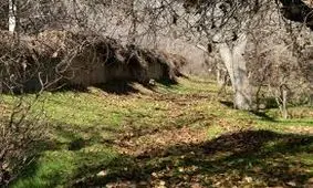 برای کسب درآمد در شهرداری، باغات شهر را ویران نکردیم/ سنگ‌بنای کمیسیون فرهنگی شورا از همان ابتدا، اشتباه گذاشته شد/پایان پروژه خیابان غذا شیراز تا پایان شهریورماه