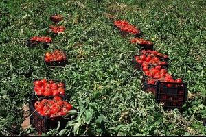 ۲۰ هزار تن گوجه فرنگی از کشاورزان کهگیلویه و بویراحمدی خریداری شد