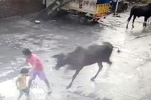 لحظه وحشتناک حمله گاو به کودک خردسال/ویدئو