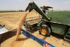 بیش از ۶۷۳ هزار تن گندم از کشاورزان کردستانی خریداری شد