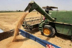 بیش از ۶۷۳ هزار تن گندم از کشاورزان کردستانی خریداری شد