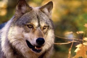 هشدار در خصوص حمله گرگ در مزارع بهار