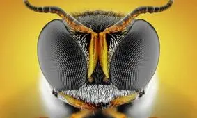 فیلم / حیوانات اطراف را چگونه می‌بینند؟