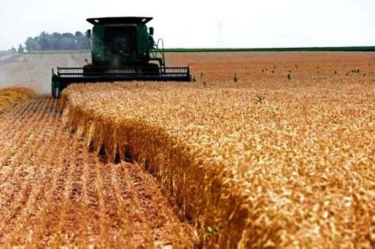 کشاورزان باید از فروش گندم به دلالان و واسطه‌ها خودداری کنند