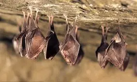 رفتار جالب حیوانات هنگام بیماری/ از رعایت فاصله اجتماعی تا قرنطینه خود