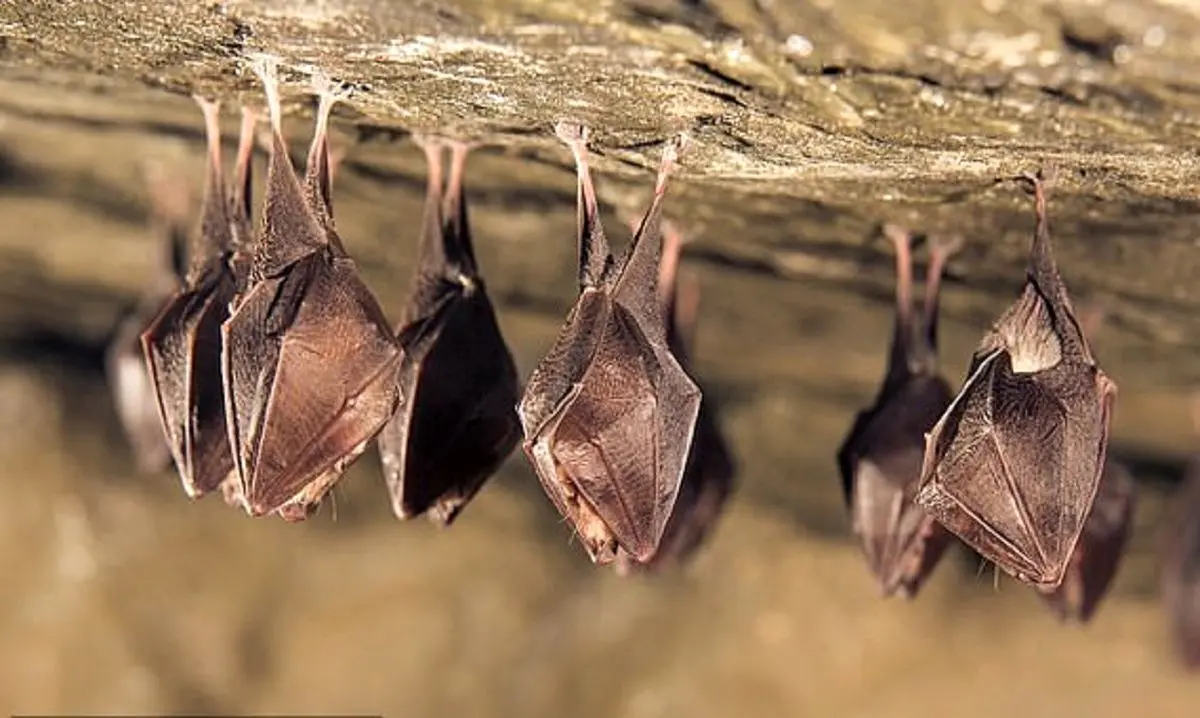 رفتار جالب حیوانات هنگام بیماری/ از رعایت فاصله اجتماعی تا قرنطینه خود