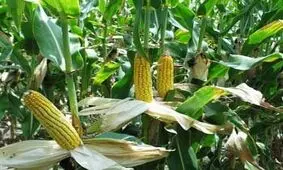 پیش بینی تولید ۳۸۷ هزار تن ذرت علوفه ای و دانه ای در آذربایجان غربی