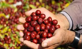 آغاز برداشت عناب از سطح ۳ هزار هکتار در خراسان جنوبی