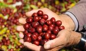 آغاز برداشت عناب از سطح ۳ هزار هکتار در خراسان جنوبی