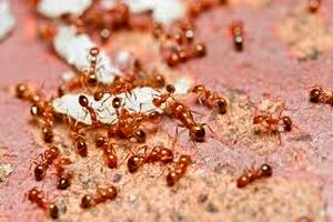 خورده شدن نوزاد دختر توسط مورچه‌ها / عکس دلخراش