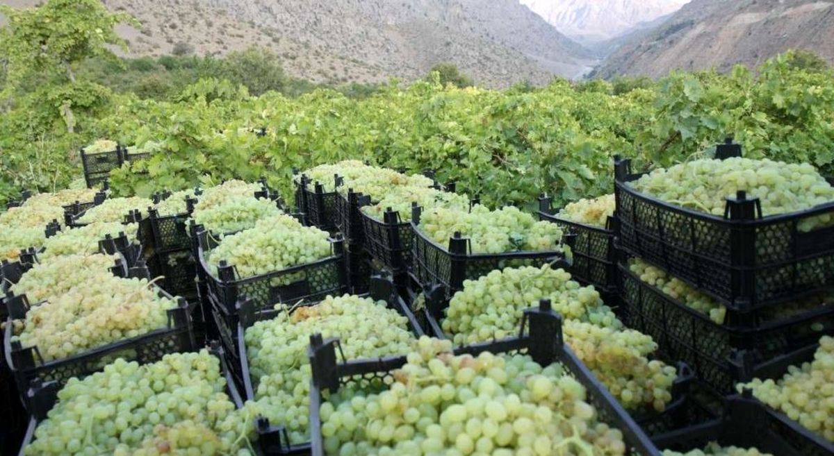 پیش‌بینی افزایش ۱۳ درصدی تولید انگور در آذربایجان‌غربی