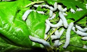 خرید تضمینی بالغ بر ۵۰۰۰ تن پیله تر ابریشم از نوغانداران