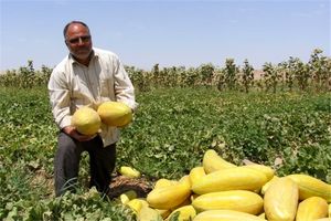 پیش‌بینی برداشت بیش از ۴۳ هزار تن خربزه از مزارع مشهد