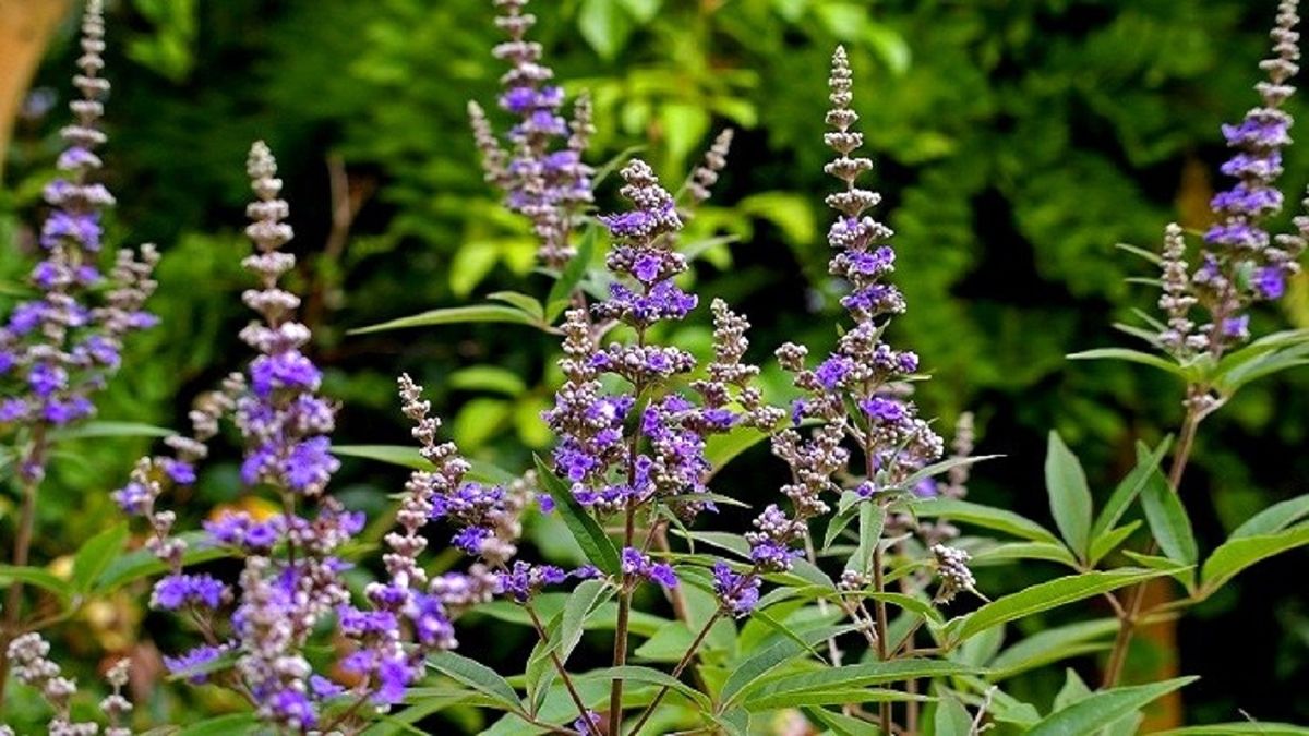 پنج انگشت گیاهی برای زیباسازی شهرهای گرمسیری