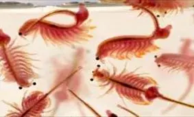 خریداری چهارتن آرتمیا ارومیانا برای حفظ ذخایر ژنتیکی