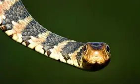 لحظه بیرون کشیدن مار ۱.۲ متری از حلق زن روس / ویدئو