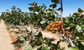 افزایش سالانه ۱۵۰ تا ۲۰۰ هکتار به باغ‌های پسته قزوین