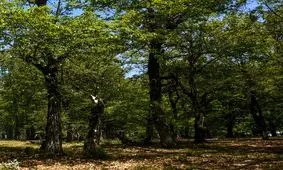 پیدا شدن دو فرد گم شده در جنگل‌های ساری و نکا