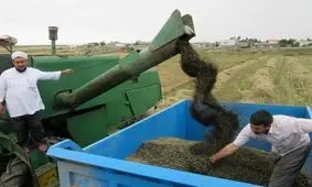 برداشت ۲ هزار تن کلزا در سلسله