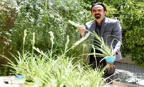 کشت گل مریم به روش هیدروپونیک در فیروزآباد