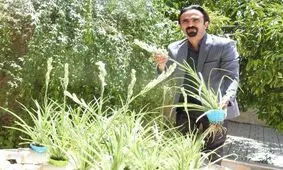 کشت گل مریم به روش هیدروپونیک در فیروزآباد