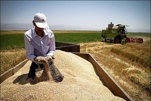 پیش بینی خرید ۵۱۴ هزار تن گندم مازاد برمصرف گندم‌کاران آذربایجان غربی